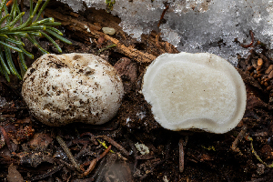  ( - FDS-CA-00213)  @11 [ ] by-nc (2024) Dean Lyons Fungal Diversity Survey
