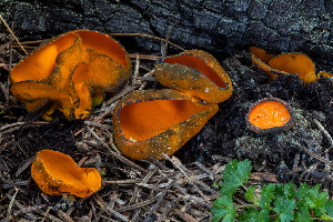  ( - FDS-CA-00215)  @11 [ ] by-nc (2024) Dean Lyons Fungal Diversity Survey
