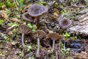 (Arrhenia sp. CA03 - FDS-CA-00216)  @11 [ ] by-nc (2024) Dean Lyons Fungal Diversity Survey
