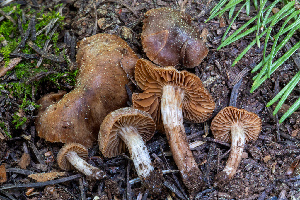  (Cortinarius sp. Harrower122 - FDS-CA-00217)  @11 [ ] by-nc (2024) Dean Lyons Fungal Diversity Survey