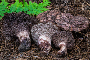  (Sarcodon sp. PNW02 - FDS-CA-04791)  @11 [ ] by-nc (2024) Dean Lyons Fungal Diversity Survey