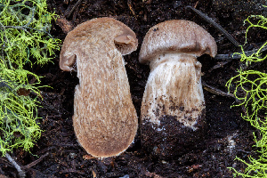  ( - FDS-CA-00224)  @11 [ ] by-nc (2024) Dean Lyons Fungal Diversity Survey
