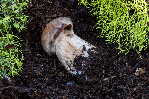  ( - FDS-CA-00224)  @11 [ ] by-nc (2024) Dean Lyons Fungal Diversity Survey