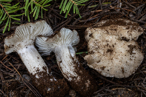  ( - FDS-CA-00226)  @11 [ ] by-nc (2024) Dean Lyons Fungal Diversity Survey