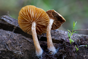  ( - FDS-CA-00228)  @11 [ ] by-nc (2024) Dean Lyons Fungal Diversity Survey