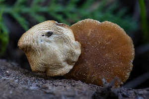  ( - FDS-CA-00228)  @11 [ ] by-nc (2024) Dean Lyons Fungal Diversity Survey