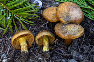  (Cortinarius sp. PNW74 - FDS-CA-00229)  @11 [ ] by-nc (2024) Dean Lyons Fungal Diversity Survey