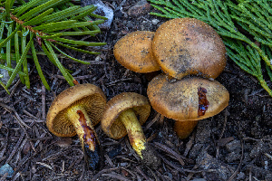  ( - FDS-CA-00229)  @11 [ ] by-nc (2024) Dean Lyons Fungal Diversity Survey