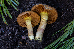  ( - FDS-CA-00229)  @11 [ ] by-nc (2024) Dean Lyons Fungal Diversity Survey