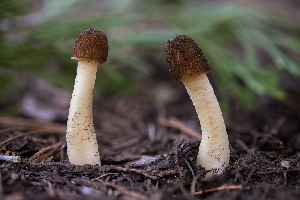  ( - FDS-CA-00232)  @11 [ ] by-nc (2024) Dean Lyons Fungal Diversity Survey