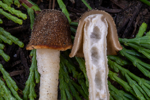  ( - FDS-CA-00232)  @11 [ ] by-nc (2024) Dean Lyons Fungal Diversity Survey