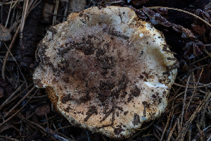  ( - FDS-CA-00235)  @11 [ ] by-nc (2024) Dean Lyons Fungal Diversity Survey
