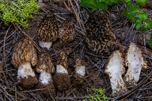  ( - FDS-CA-00236)  @11 [ ] by-nc (2024) Dean Lyons Fungal Diversity Survey
