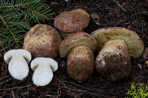  ( - FDS-CA-00238)  @11 [ ] by-nc (2024) Dean Lyons Fungal Diversity Survey