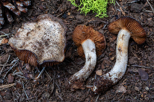  (Cortinarius sp. PNW51 - FDS-CA-00241)  @11 [ ] by-nc (2024) Dean Lyons Fungal Diversity Survey