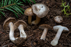  ( - FDS-CA-00240)  @11 [ ] by-nc (2024) Dean Lyons Fungal Diversity Survey