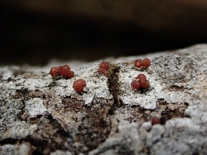  ( - FDS-CA-01687)  @11 [ ] c (2024) Rudy Diaz Fungal Diversity Survey