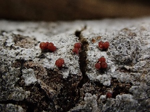  ( - FDS-CA-01687)  @11 [ ] c (2024) Rudy Diaz Fungal Diversity Survey