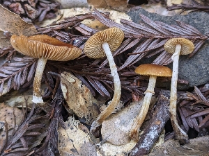  ( - FDS-CA-00603)  @11 [ ] by-nc (2024) Warren Cardimona Fungal Diversity Survey