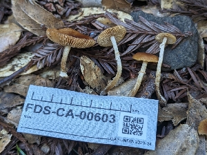  ( - FDS-CA-00603)  @11 [ ] by-nc (2024) Warren Cardimona Fungal Diversity Survey