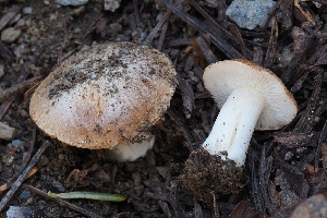  ( - FDS-CA-00615)  @11 [ ] by-nc (2024) Warren Cardimona Fungal Diversity Survey