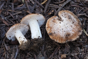  ( - FDS-CA-00615)  @11 [ ] by-nc (2024) Warren Cardimona Fungal Diversity Survey