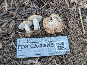  ( - FDS-CA-00615)  @11 [ ] by-nc (2024) Warren Cardimona Fungal Diversity Survey