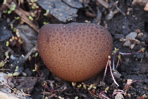  ( - FDS-CA-00627)  @11 [ ] by-nc (2024) Warren Cardimona Fungal Diversity Survey
