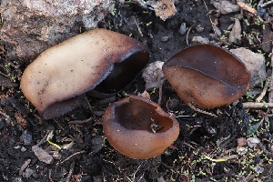  ( - FDS-CA-00627)  @11 [ ] by-nc (2024) Warren Cardimona Fungal Diversity Survey