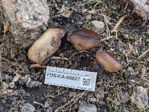  ( - FDS-CA-00627)  @11 [ ] by-nc (2024) Warren Cardimona Fungal Diversity Survey