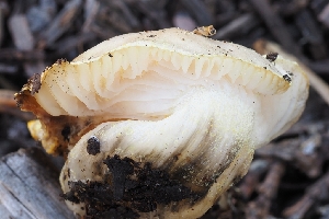  ( - FDS-CA-00624)  @11 [ ] by-nc (2024) Warren Cardimona Fungal Diversity Survey