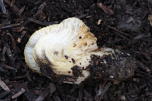 ( - FDS-CA-00624)  @11 [ ] by-nc (2024) Warren Cardimona Fungal Diversity Survey