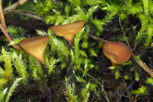  ( - FDS-CA-00631)  @11 [ ] by-nc (2024) Warren Cardimona Fungal Diversity Survey