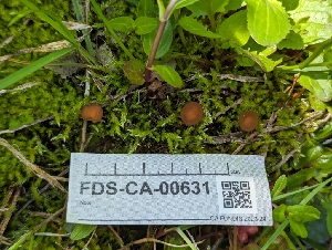  ( - FDS-CA-00631)  @11 [ ] by-nc (2024) Warren Cardimona Fungal Diversity Survey