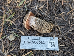  ( - FDS-CA-00621)  @11 [ ] by-nc (2024) Warren Cardimona Fungal Diversity Survey