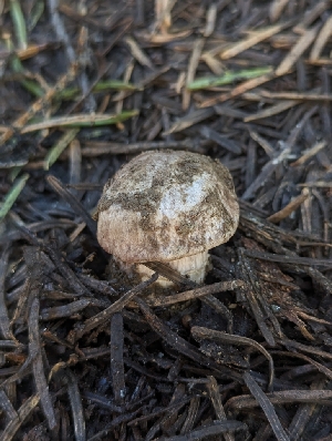 ( - FDS-CA-00621)  @11 [ ] by-nc (2024) Warren Cardimona Fungal Diversity Survey