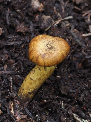  ( - FDS-CA-00672)  @11 [ ] by-nc (2024) Warren Cardimona Fungal Diversity Survey