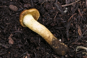  ( - FDS-CA-00672)  @11 [ ] by-nc (2024) Warren Cardimona Fungal Diversity Survey