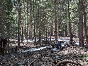  ( - FDS-CA-00672)  @11 [ ] by-nc (2024) Warren Cardimona Fungal Diversity Survey