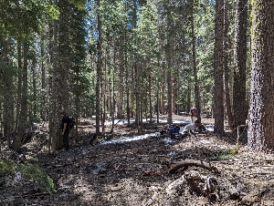  ( - FDS-CA-00673)  @11 [ ] by-nc (2024) Warren Cardimona Fungal Diversity Survey