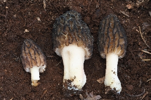  ( - FDS-CA-00666)  @11 [ ] by-nc (2024) Warren Cardimona Fungal Diversity Survey