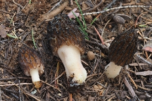  ( - FDS-CA-00666)  @11 [ ] by-nc (2024) Warren Cardimona Fungal Diversity Survey