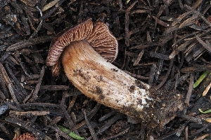  (Cortinarius vernalisierraensis - FDS-CA-00618)  @11 [ ] by-nc (2024) Warren Cardimona Fungal Diversity Survey