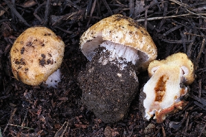  ( - FDS-CA-00625)  @11 [ ] by-nc (2024) Warren Cardimona Fungal Diversity Survey