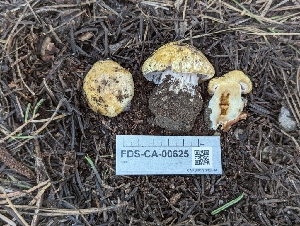  ( - FDS-CA-00625)  @11 [ ] by-nc (2024) Warren Cardimona Fungal Diversity Survey