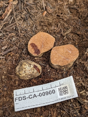  ( - FDS-CA-00900)  @11 [ ] by-nc (2024) Warren Cardimona Fungal Diversity Survey