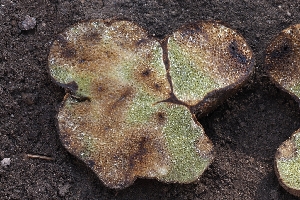  ( - FDS-CA-00670)  @11 [ ] by-nc (2024) Warren Cardimona Fungal Diversity Survey