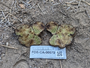  ( - FDS-CA-00670)  @11 [ ] by-nc (2024) Warren Cardimona Fungal Diversity Survey