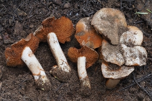  (Cortinarius vernalishastensis - FDS-CA-00674)  @11 [ ] by-nc (2024) Warren Cardimona Fungal Diversity Survey