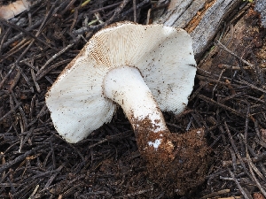  ( - FDS-CA-00675)  @11 [ ] by-nc (2024) Warren Cardimona Fungal Diversity Survey